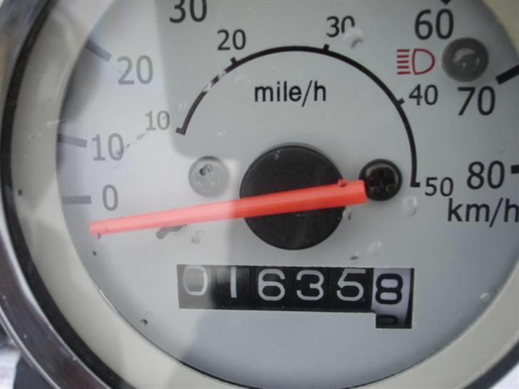 Regal raptor  billede 6