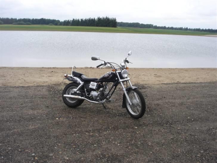 Regal raptor  billede 8