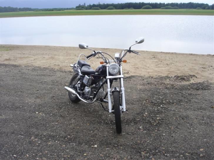 Regal raptor  billede 9