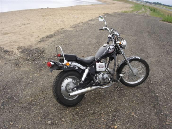 Regal raptor  billede 10