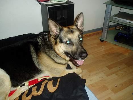 PGO hot 50 STJÅLET !! - pas på den bider også dig hvis du kommer for tæt på :D billede 4