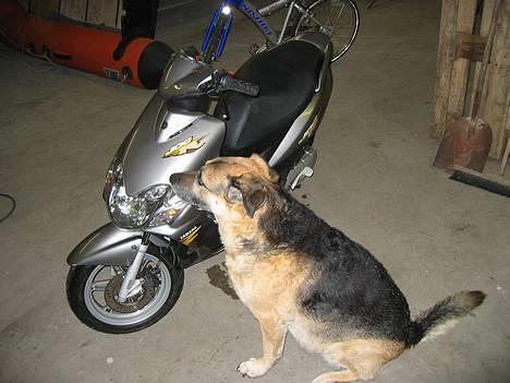 Yamaha jog R ¤vinter scooter¤ - vagt hunden hehe farlig alarm!!!!!  billede 5