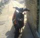 Gilera Stalker SOLGT