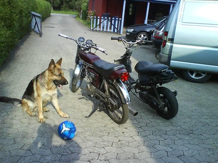 PGO Hot-50 Byttet Med Yamaha  - Min Hund Ved Siden af :::    Skønheden && Udyret billede 9