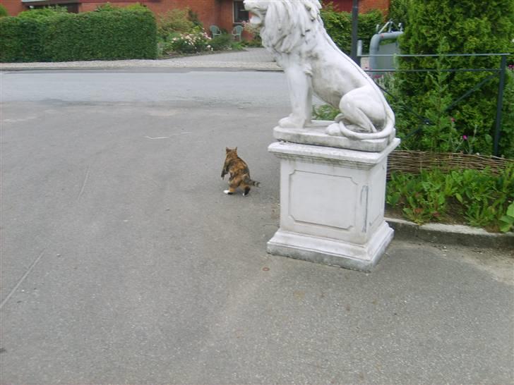 Suzuki street magic byttet sonic - turbo kat billede 10