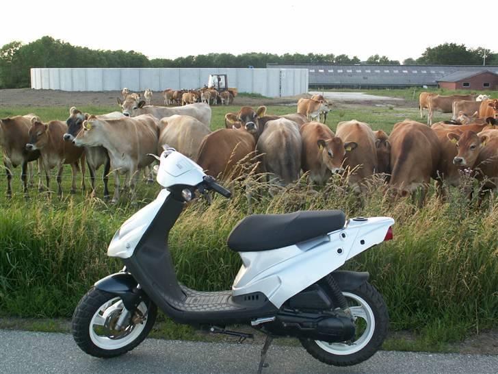 PGO Tornado billede 5