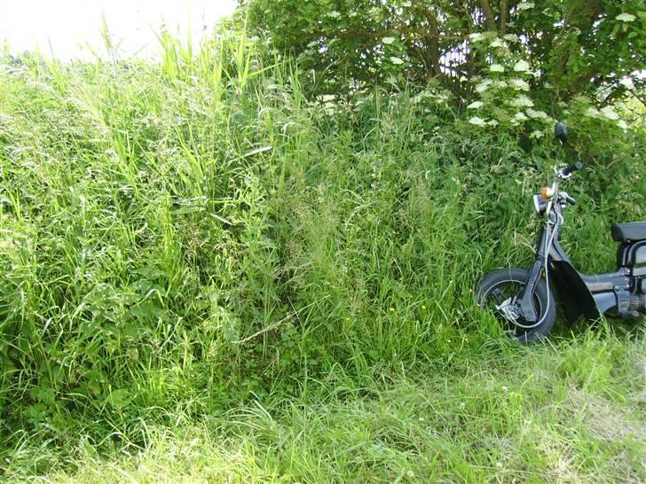 Suzuki FZ50 billede 12