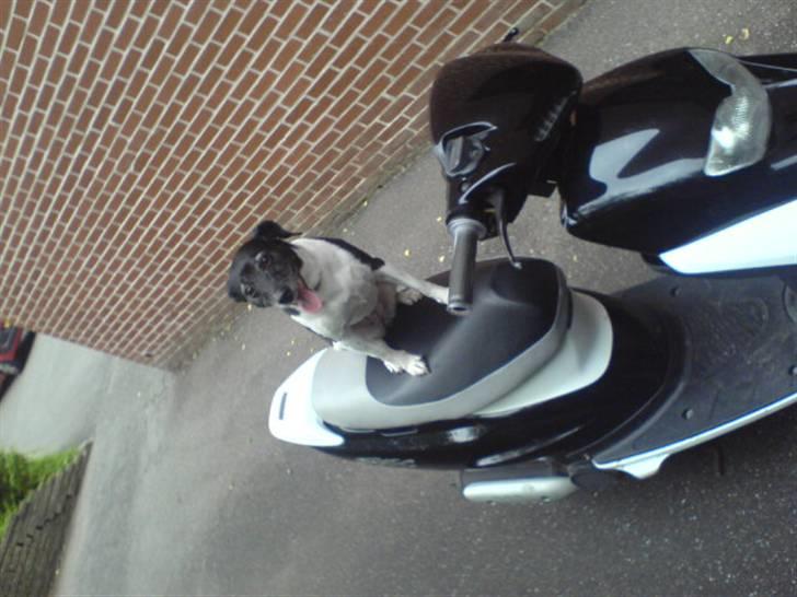 Honda SFX *SOLGT* - perle? :b billede 10