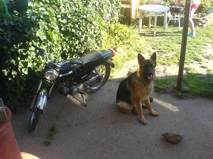 Suzuki DM50 Samurai  - nyt sammen med vagt-hunden Xarko xD billede 11