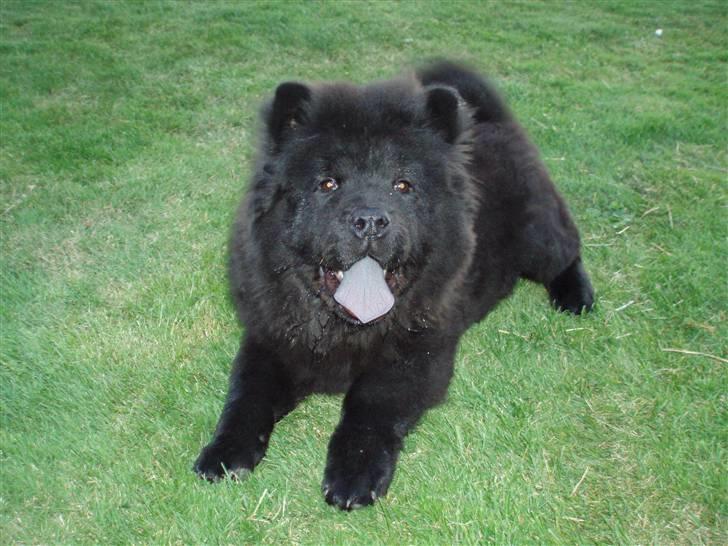 Yamaha bws ng  ***solgt*** - banditen skulle da også med billede 1