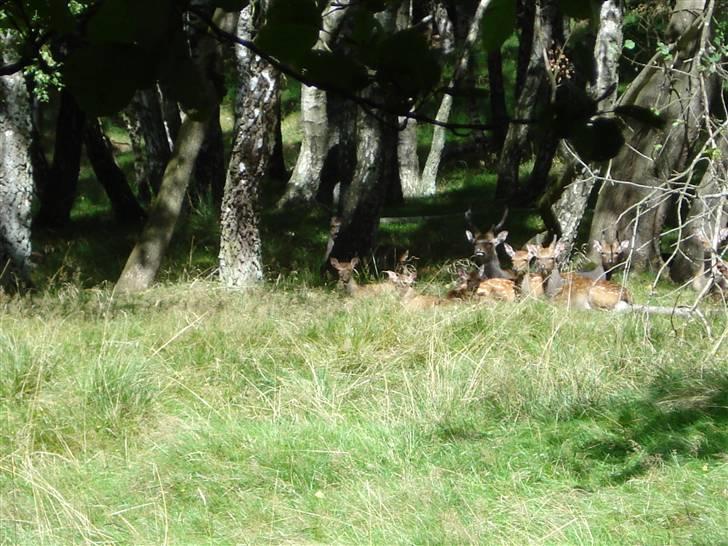 Suzuki SMX *Byttet til SSM* billede 9