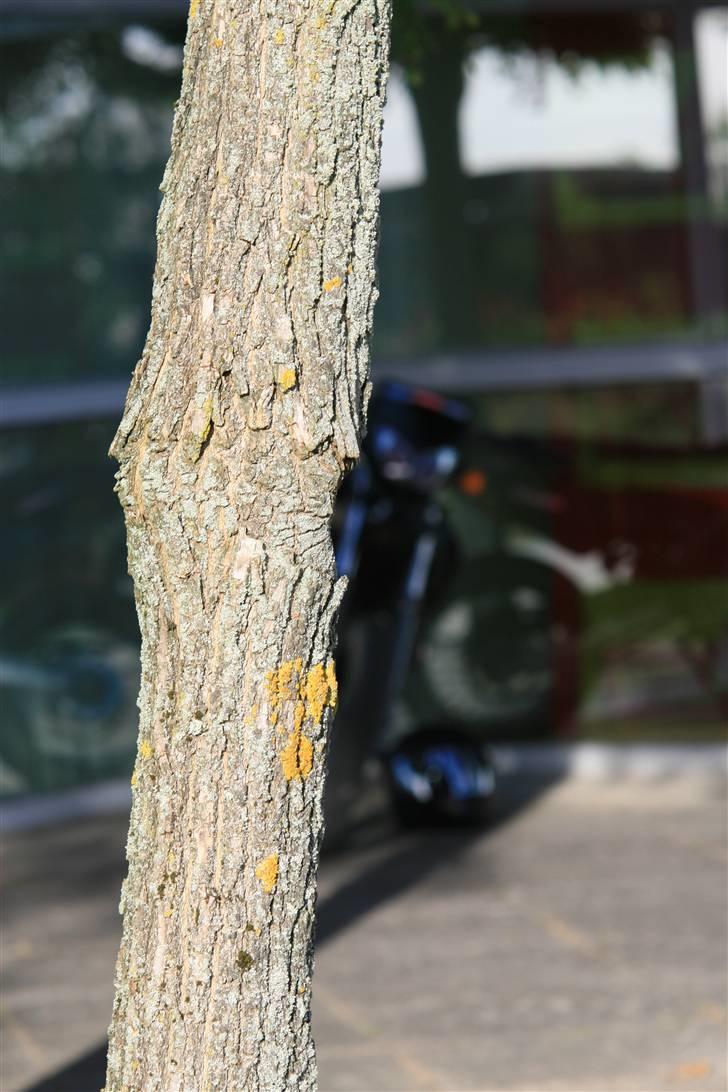 Derbi Senda Sm Lc DD Byttet . - Med min gode mate´s kamera :D billede 15