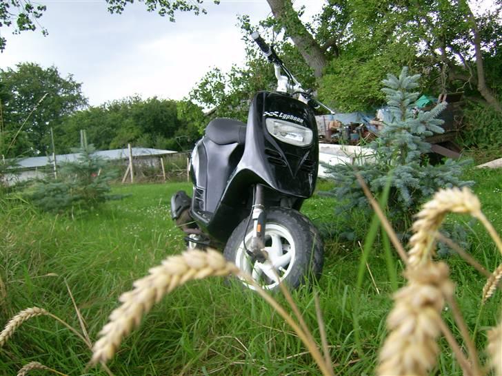 Piaggio typhoon *Sælges/Byttes* billede 4