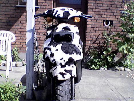 PGO Hot 50 ( The Ko ) - .. Fååååk mann.. en sort øjet ko!  billede 6