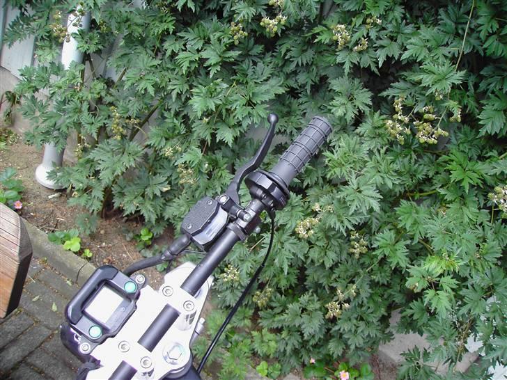 Sachs Madass  Solgt til Jacob N billede 8