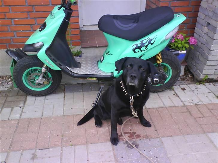 Gilera stalker.. byttet billede 6