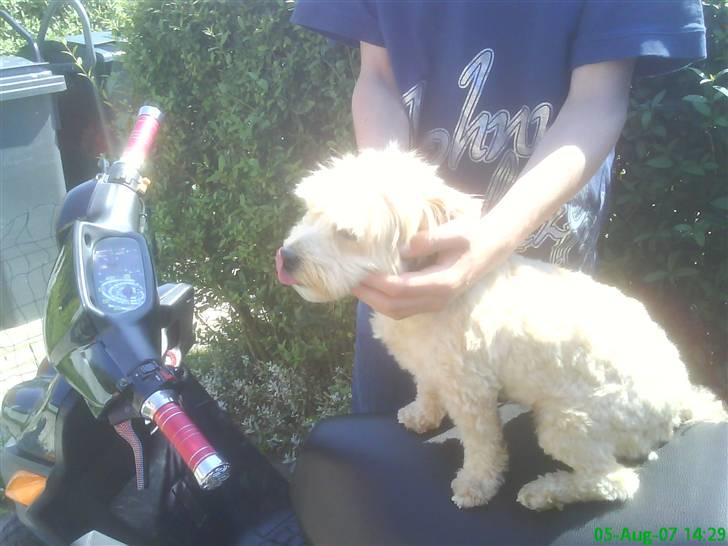 Yamaha BWS NG billede 4