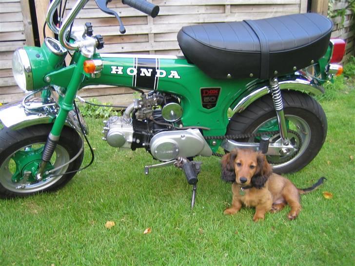 Honda Dax ST50 - dax´en og min lille gravhund billede 13