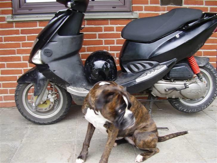 PGO Dr Big Byttet - Scooteren & min Tiger Boxer Aka. Isa (: billede 8