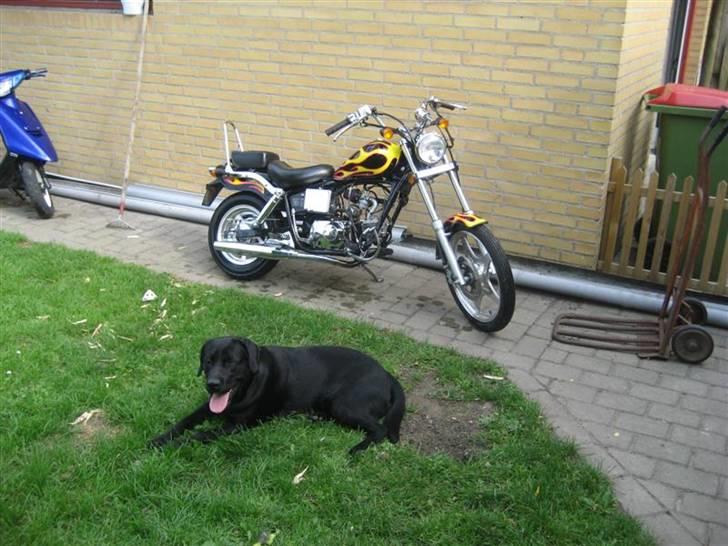 Kinroad prince solgt billede 5