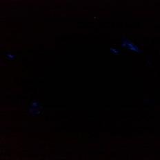 Aprilia Sonic GP (solgt 10.000,-)