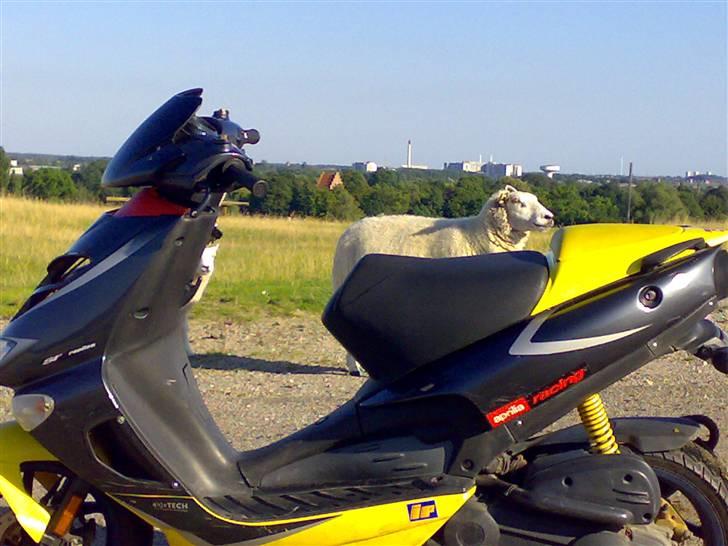 Aprilia SR 50 LC 30 DiTech*SOLGT* billede 19