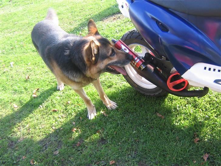 CPI >popcorn< - hans hund ville spise mit uds (dumme hund ) billede 3