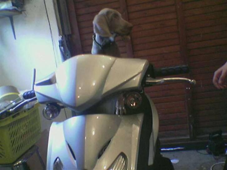 Kymco agility byttet til choppe billede 9