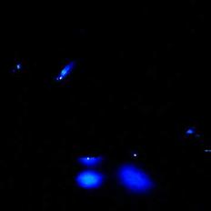 Aprilia Sonic ( solgt ) 