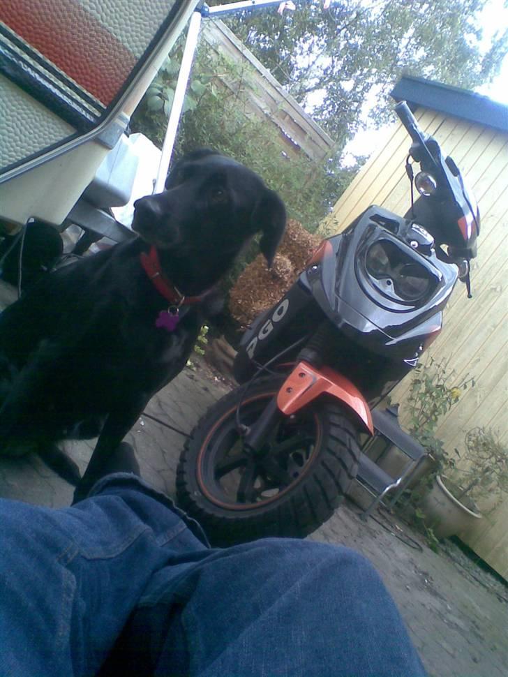 PGO hot 50 sp  - nyt billede 20