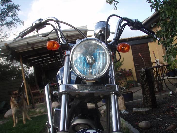 Regal raptor billede 4