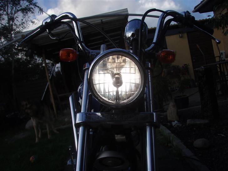 Regal raptor billede 5