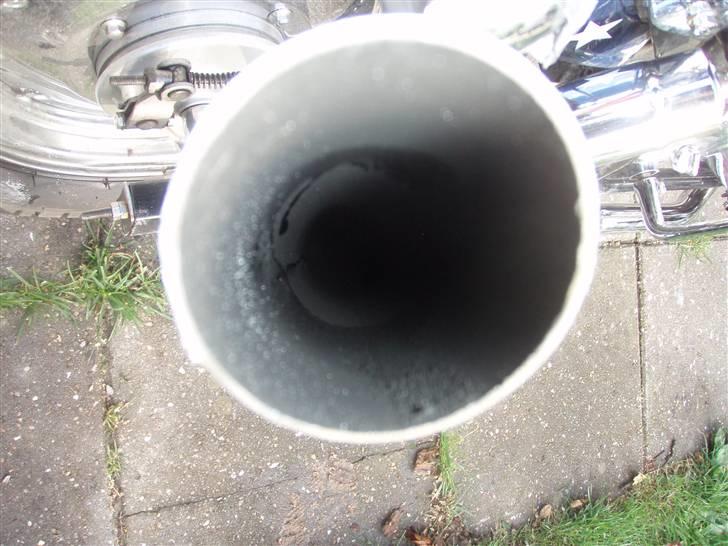 Regal raptor billede 10