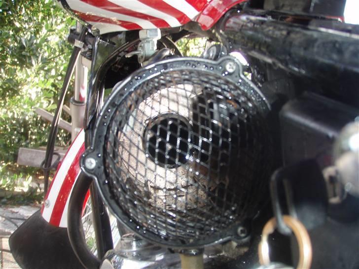 Regal raptor billede 11