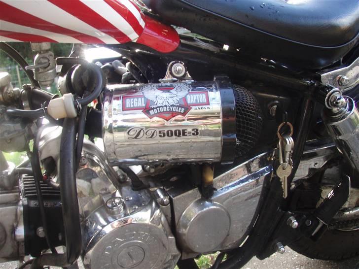 Regal raptor billede 12