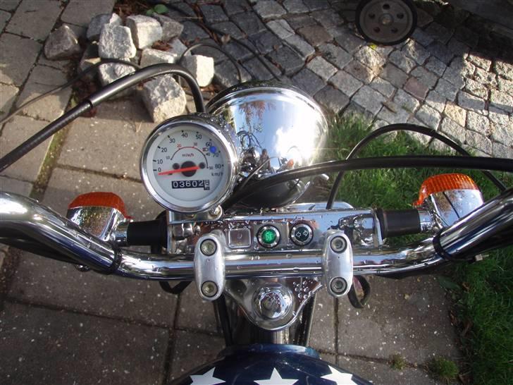 Regal raptor billede 13