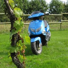 PGO Dr. Big - SOLGT -