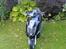 Aprilia Sonic