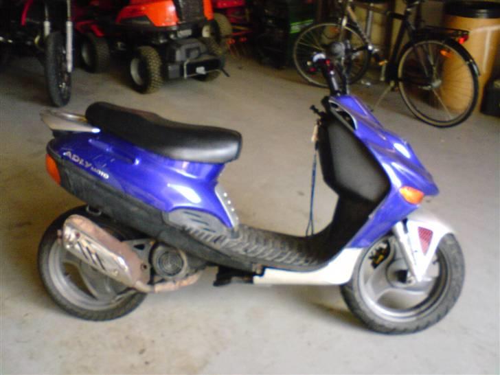 Adly silver fox  SOLGt billede 2