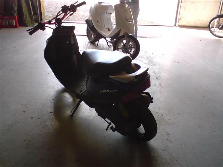 Adly silver fox  SOLGt billede 3