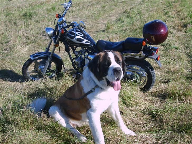 Kinroad chopper billede 10