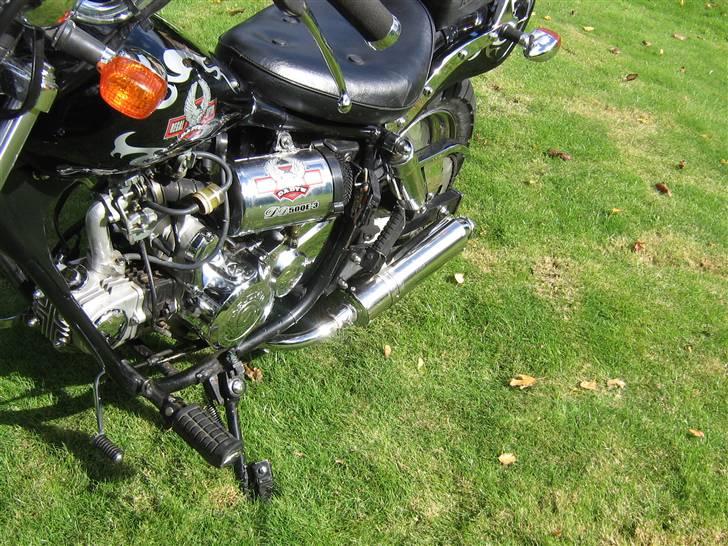 Regal Raptor [Solgt] - Hun skiner billede 9