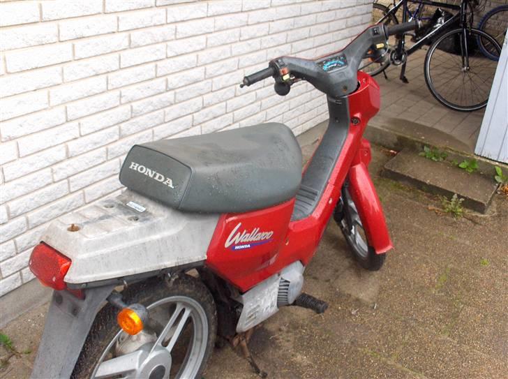 Honda wallaroo billede 1