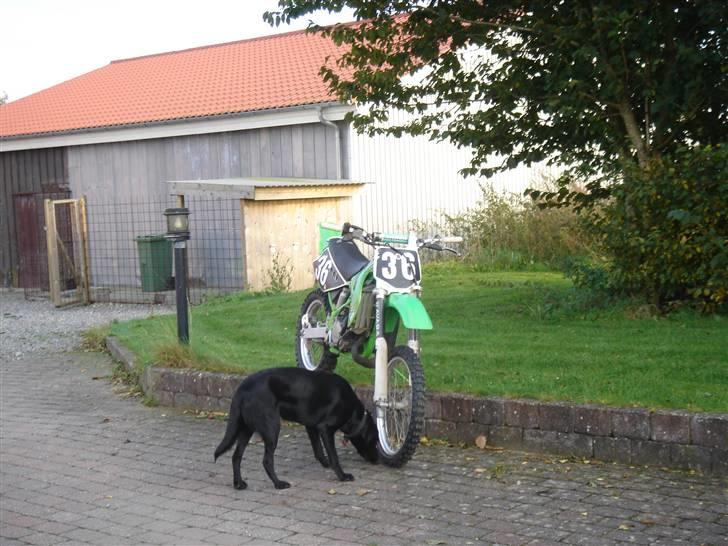 Kawasaki kx 85 billede 4