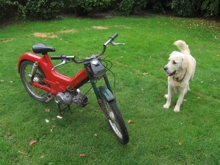 Puch Maxi KL (solgt) billede 1