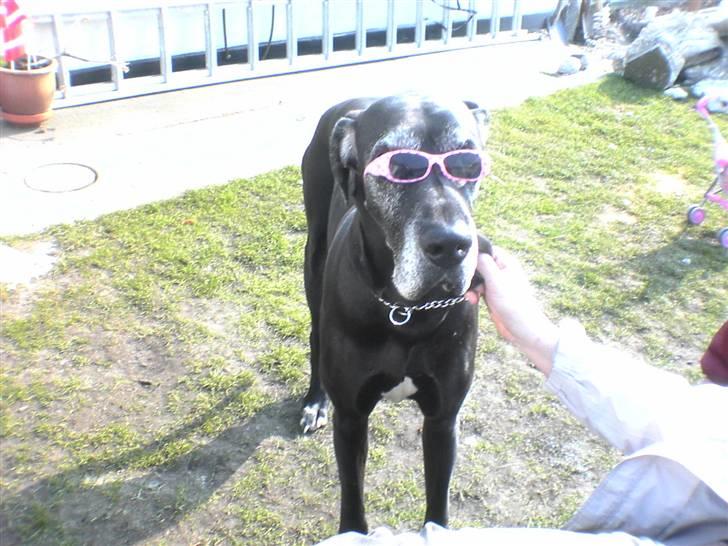 Gilera Stalker Byttet - Min vagthund en sommerdag 8D billede 8