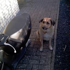 Aprilia sonic SOLGT :'(