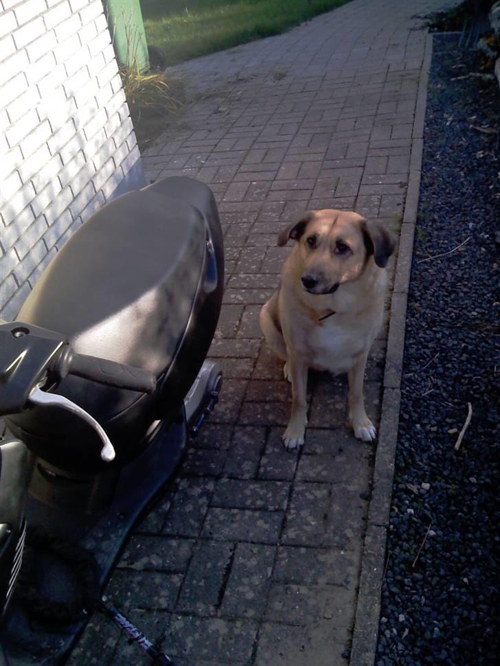 Aprilia sonic SOLGT :'( billede 2