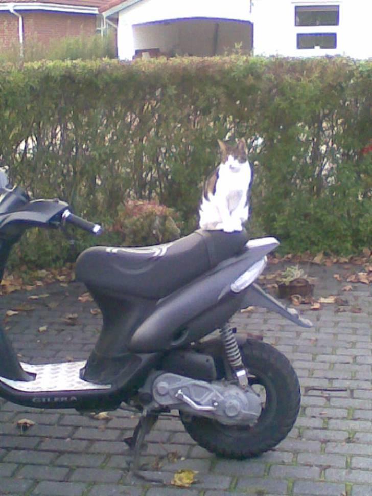 Gilera Stalker solgt! - Min kat havde sgu lige lyst til en tur :D billede 13