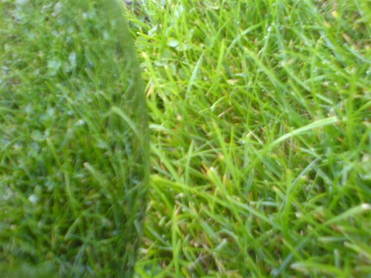 Honda Camino PA50 Solgt - spejlning :) billede 7